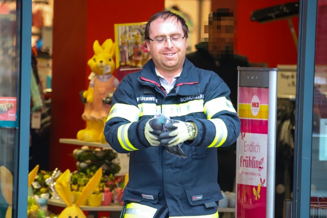 Verirrte Taube aus Geschäftslokal in Wels-Innenstadt gerettet