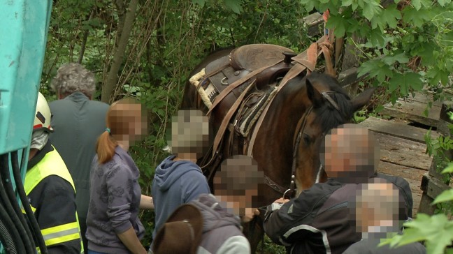 Pferd samt Reiter auf morscher Brücke in Ternberg eingebrochen