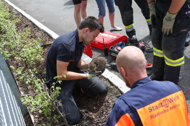 Feuerwehr stemmt auf Parkplatz in Wels-Neustadt in Rohr eingeklemmten Igel frei