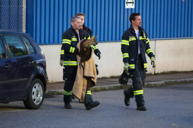 Rehkitz durch Feuerwehr aus Lagerhalle in Wels-Neustadt gerettet