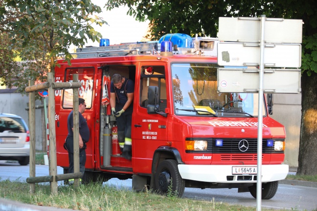 Verirrter Storch sorgt für Einsatz der Feuerwehr in Wels-Innenstadt