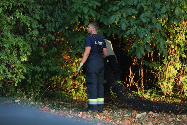 Verirrter Storch sorgt für Einsatz der Feuerwehr in Wels-Innenstadt
