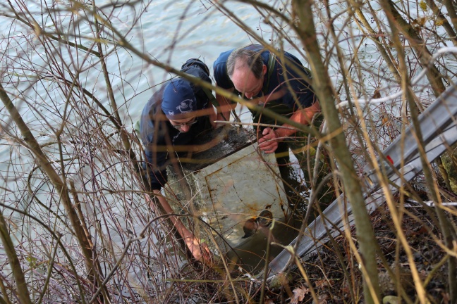 Schwerer Tresor in Wels-Puchberg mit vereinten Kräften aus Teich gefischt