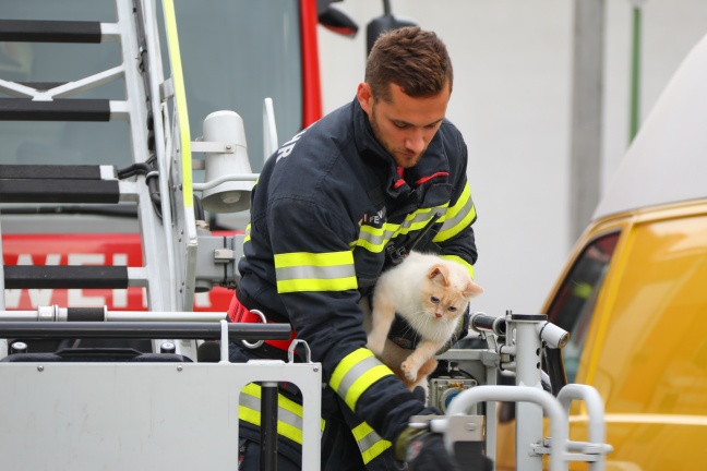 Foto: Gleich zwei Katzen auf Entdeckungstour am Dach eines Hauses in Wels-Lichtenegg | Foto: laumat.at/Matthias Lauber Gleich zwei Katzen auf Entdeckungstour am Dach eines Hauses in Wels-Lichtenegg
