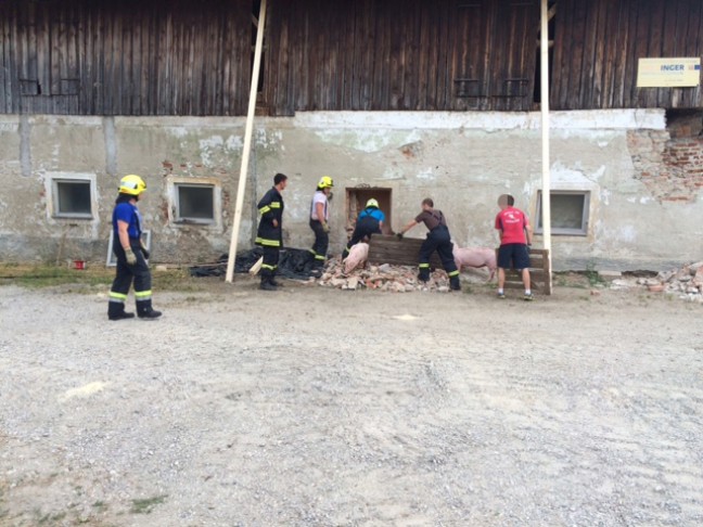 Schweine nach Deckeneinsturz aus eingestürztem Stall gerettet
