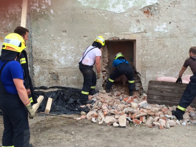 Schweine nach Deckeneinsturz aus eingestürztem Stall gerettet