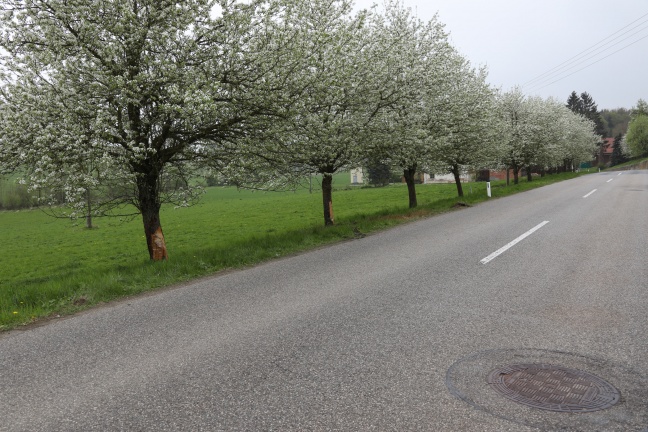 Autolenkerin kracht bei Unfall in Pichl bei Wels gegen Obstbäume