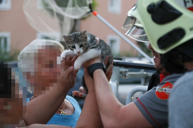 Verängstigtes Kätzchen durch Feuerwehr vom Dach eines Hauses in Wels-Vogelweide gerettet