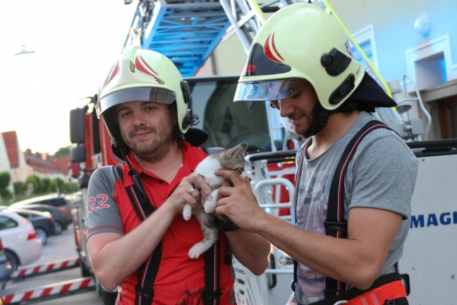 Verängstigtes Kätzchen durch Feuerwehr vom Dach eines Hauses in Wels-Vogelweide gerettet