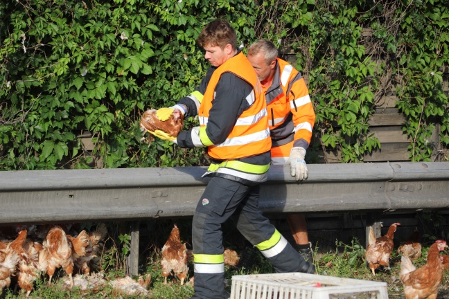Tausende Hühner nach Unfall mit Tiertransporter auf der Autobahn