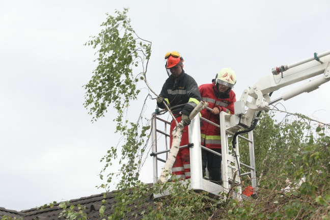 Baum stürzte beim Umschneiden auf Wohnhaus in Wels-Lichtenegg