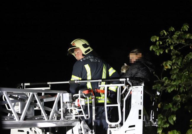 Kater "Wolle" durch Feuerwehr vom Dach eines Hauses in Wels-Lichtenegg gerettet