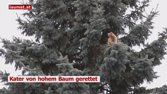 Kater von hohem Baum gerettet | Film: laumat.at/Kamera: Matthias Lauber, Beitrag: Matthias Lauber Kater von hohem Baum gerettet