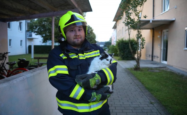 Katze im Fenster eines Wohnhauses in Marchtrenk eingeklemmt und durch Feuerwehr gerettet