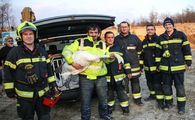 Verletzter Schwan aus Baggersee in Weißkirchen an der Traun gerettet