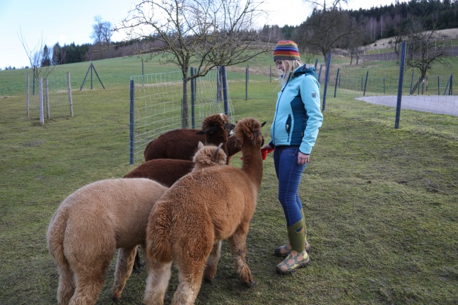 Alpakas auf Farm in Schlüßlberg vergiftet