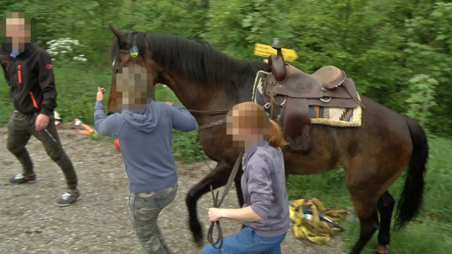 Pferd samt Reiter auf morscher Brücke in Ternberg eingebrochen