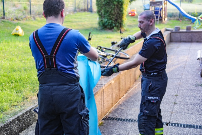 Ringelnatter im Garten eines Hauses in Wels-Puchberg durch Einsatzkräfte der Feuerwehr eingefangen