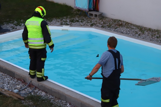 Entenfamilie in Gunskirchen von Feuerwehr aus Pool gefischt und zurück in die Natur begleitet