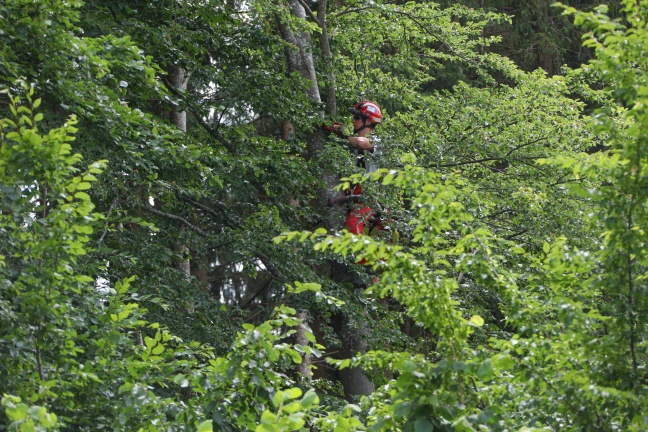 Höhenretter der Feuerwehr retten Katze aus luftiger Höhe von Baum