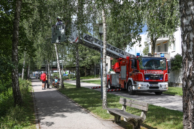 Feuerwehr rettet Katze "Nala" in Wels-Innenstadt vom Baum unmittelbar über der Traun