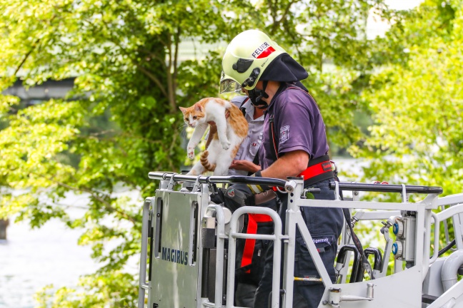 Feuerwehr rettet Katze "Nala" in Wels-Innenstadt vom Baum unmittelbar über der Traun