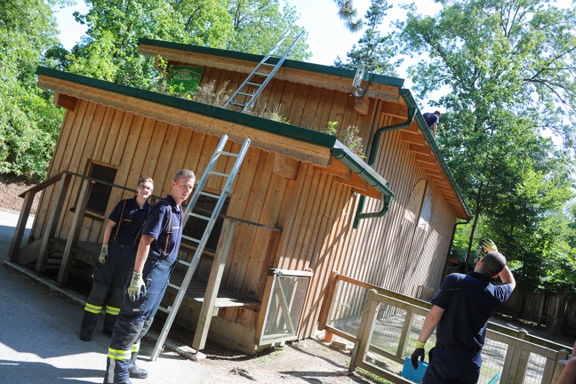 Entenküken in Dachrinne vermutet: Feuerwehreinsatz im Welser Tierpark
