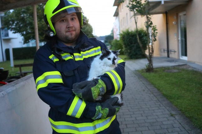Katze im Fenster eines Wohnhauses in Marchtrenk eingeklemmt und durch Feuerwehr gerettet