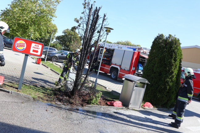 Brand eines Thujenbaumes in Wels-Neustadt rasch gelöscht
