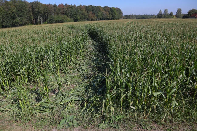 Maisfeld in Gunskirchen mutwillig kreuz und quer mit PKW durchquert