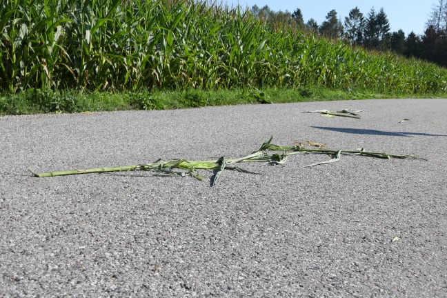 Maisfeld in Gunskirchen mutwillig kreuz und quer mit PKW durchquert