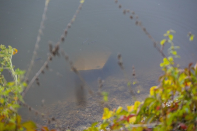 Bergung eines Tresors aus Teich der Freizeitanlage Wimpassing in Wels-Vogelweide