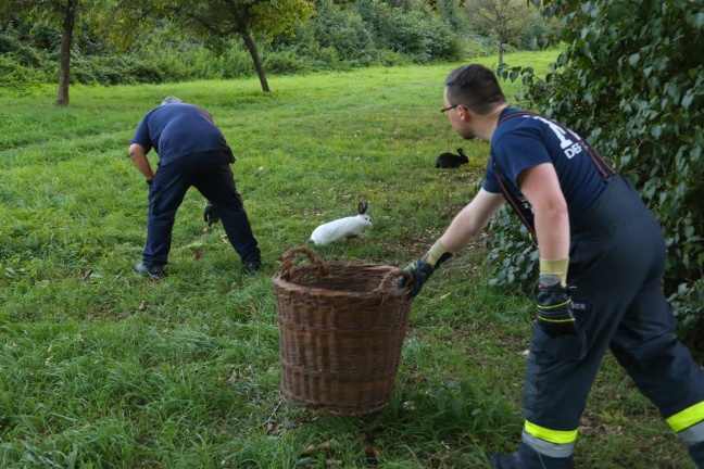 Einsatzkräfte der Feuerwehr und Passanten konnten in Wels-Vogelweide entlaufene Hasen wieder einfangen