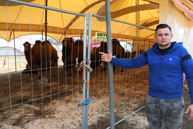 Anschlag auf Zirkus: Acht Kamele und weitere Tiere gelangten bei Traun auf viel befahrene Wiener Straße