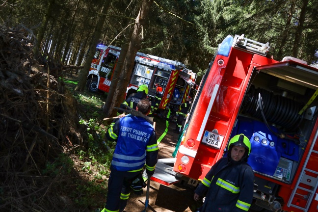 Drei Feuerwehren bei Brand eines Christbaumwaldes in Thalheim bei Wels im Einsatz