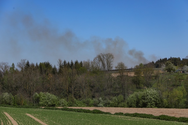 Drei Feuerwehren bei Brand eines Christbaumwaldes in Thalheim bei Wels im Einsatz