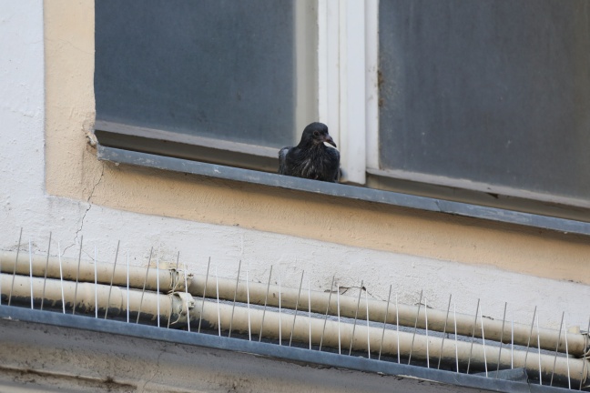 Geschwächte Taube in Wels-Innenstadt durch Feuerwehr und Tierhelferinnen gerettet