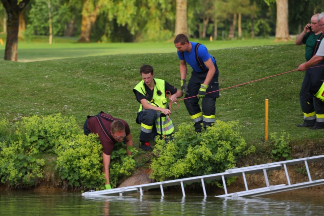 Geschwächter Rehbock von Feuerwehr aus Teich in Weißkirchen an der Traun gerettet