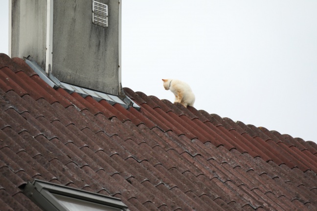 Gleich zwei Katzen auf Entdeckungstour am Dach eines Hauses in Wels-Lichtenegg
