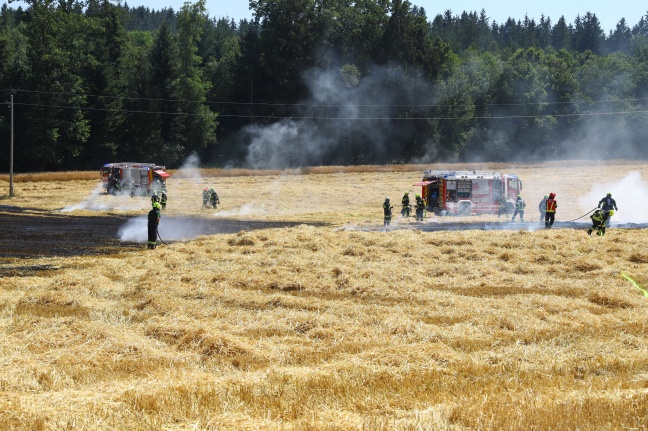 Vier Feuerwehren bei Feldbrand in Thalheim bei Wels im Einsatz