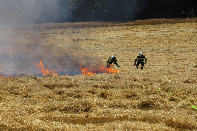 Vier Feuerwehren bei Feldbrand in Thalheim bei Wels im Einsatz