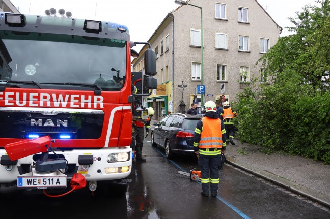 Zwetschgenbaum in Wels-Innenstadt auf Gehsteig und Auto gestürzt