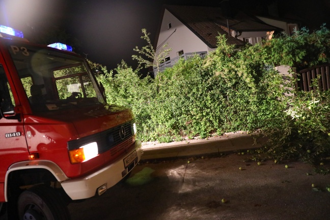 Feuerwehr beseitigte in Wels-Lichtenegg abgebrochenen Apfelbaum von der Straße