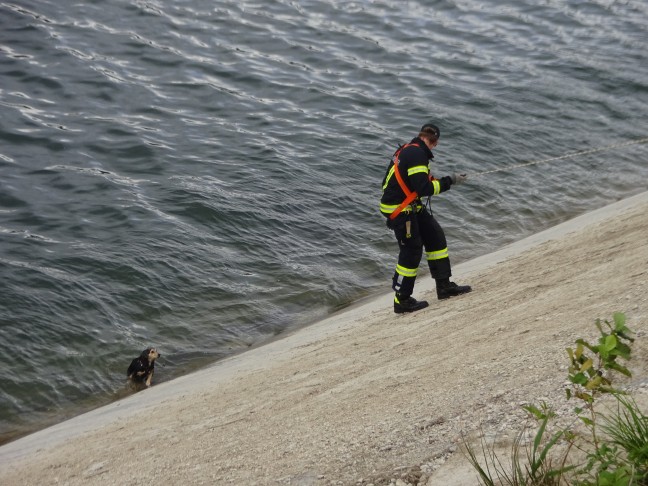 Drei Feuerwehren bei Rettung eines Hundes aus der Traun in Pucking im Einsatz