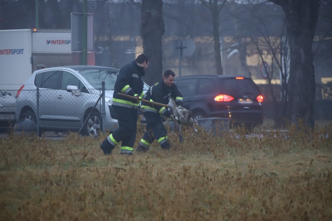 Hilfloser Schwan in Wels-Neustadt von der Feuerwehr eingefangen