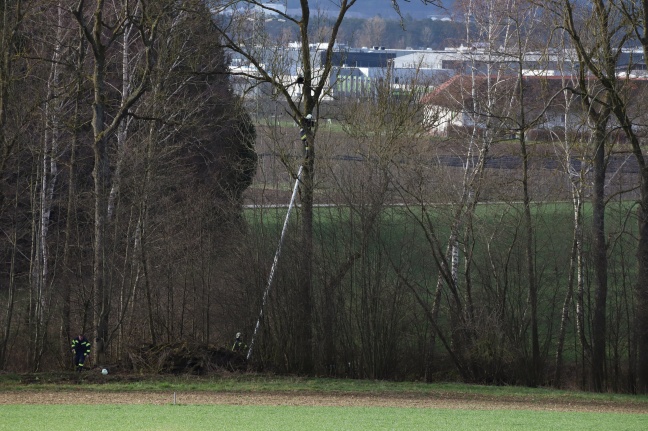 Katze lockte Einsatzkräfte bei Rettungsversuch von einem Baum in Holzhausen in luftige Höhe