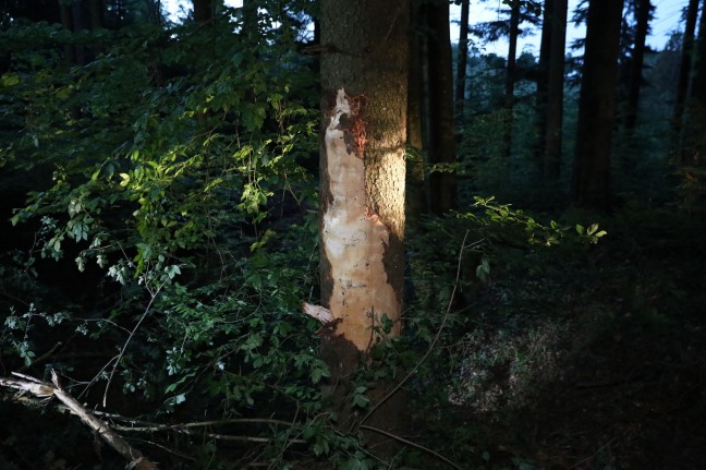 Drei teils Schwerverletzte: Pick-up kracht in einem Waldstück in Scharnstein frontal gegen Baum