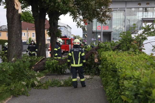 Personenrettung: Baum stürzt in Wels-Neustadt während Gewitter auf parkenden Kleintransporter