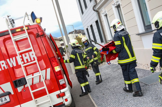 Feuerwehr beendet eigenmächtigen Ausflug eines Pfaus in einen Garten in Thalheim bei Wels