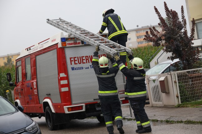 Durchnässte Katze auf einem Baum in Wels-Neustadt wollte sich nicht von Feuerwehr retten lassen